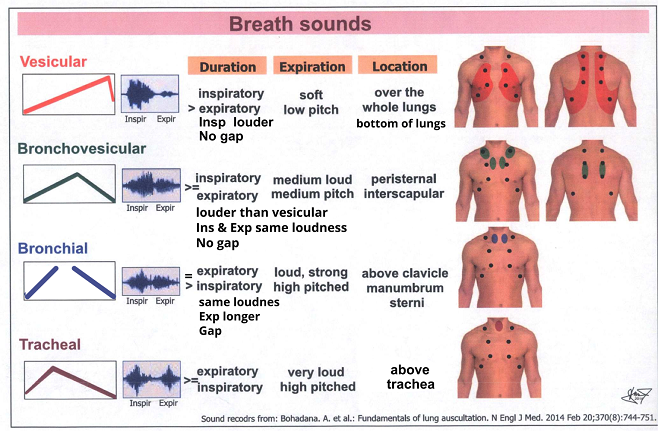 Tracheal Breath Sounds Are Heard Over The Trachea. These Sounds Are ...